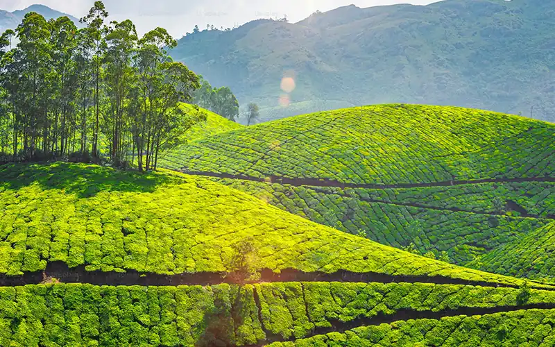 Munnar hills and tea country — green day trips from a Kochi-area base